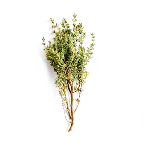 Thyme