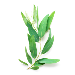 Eucalyptus